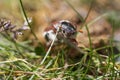 Cockchafer also called Maybug or doodlebug European beetle genus Melolontha family Scarabaeidae