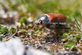 Cockchafer also called Maybug or doodlebug European beetle genus Melolontha family Scarabaeidae Royalty Free Stock Photo