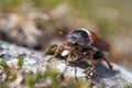 Cockchafer also called Maybug or doodlebug European beetle genus Melolontha family Scarabaeidae