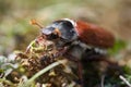 Cockchafer also called Maybug or doodlebug European beetle genus Melolontha family Scarabaeidae Royalty Free Stock Photo