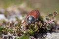 Cockchafer also called Maybug or doodlebug European beetle genus Melolontha family Scarabaeidae Royalty Free Stock Photo