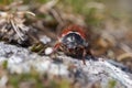 Cockchafer also called Maybug or doodlebug European beetle genus Melolontha family Scarabaeidae Royalty Free Stock Photo