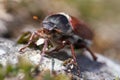 Cockchafer also called Maybug or doodlebug European beetle genus Melolontha family Scarabaeidae Royalty Free Stock Photo