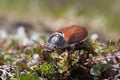 Cockchafer also called Maybug or doodlebug European beetle genus Melolontha family Scarabaeidae