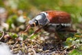 Cockchafer also called Maybug or doodlebug European beetle genus Melolontha family Scarabaeidae Royalty Free Stock Photo