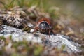 Cockchafer also called Maybug or doodlebug European beetle genus Melolontha family Scarabaeidae Royalty Free Stock Photo