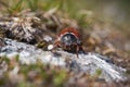 Cockchafer also called Maybug or doodlebug European beetle genus Melolontha family Scarabaeidae