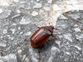 Cockchafer is also known as maybug or maybeetle