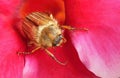 Cockchafer Amphimallon solstitiale in flower