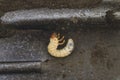 Cockchafer beetle larvae on metal shovel