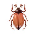 Cockchafer, bug in cartoon style on white