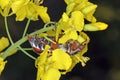 The cockchafer called also May bug or doodlebug is beetle from family Scarabaeidae genus Melolontha. Royalty Free Stock Photo