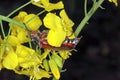 The cockchafer called also May bug or doodlebug is beetle from family Scarabaeidae genus Melolontha. Royalty Free Stock Photo