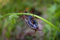 The Cockchafer, Colloquially Called May Bug Or Doodlebug, Crawls On The Stem Of Grass Royalty Free Stock Photo