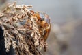 Cockchafer on dried plant. European beetle. Invertebrate pest Royalty Free Stock Photo