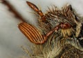 Cockchafer with fan feelers