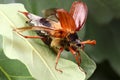 Cockchafer getting ready to fly Royalty Free Stock Photo