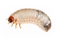 Cockchafer grub Royalty Free Stock Photo