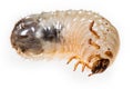 Cockchafer grub Royalty Free Stock Photo