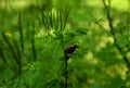 The cockchafer hid in the green grass of the garden