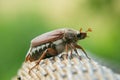 Cockchafer, a large beetle