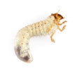 Cockchafer larva Royalty Free Stock Photo