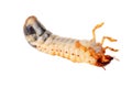 Cockchafer larva