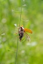 Cockchafer