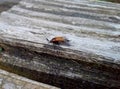 Cockchafer / May Bug on a Bench Royalty Free Stock Photo
