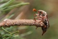 Cockchafer, May bug, doodlebug climbing Royalty Free Stock Photo