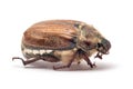 Cockchafer, or may bug studio isolated Royalty Free Stock Photo