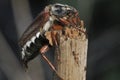 Cockchafer or May Bug Royalty Free Stock Photo