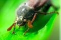 Cockchafer or May bug is ready sitting on a green leaf, close-up. Green leaf, blurred in bokeh. Insect, Royalty Free Stock Photo