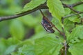 Cockchafer, Maybug, Maybeetle, melolontha and Scarabaeidae