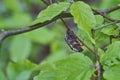 Cockchafer, Maybug, Maybeetle, melolontha and Scarabaeidae