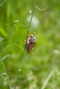 Cockchafer