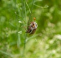 Cockchafer