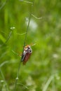 Cockchafer