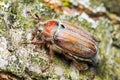 Cockchafer Melolontha May Beetle Bug Insect Macro