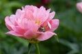 Cockchafer Melolontha May Beetle Bug Insect Macro Portrait. Maybug nibbles on a peony flower Royalty Free Stock Photo