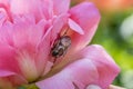 Cockchafer Melolontha May Beetle Bug Insect Macro Portrait. Maybug nibbles on a peony flower Royalty Free Stock Photo