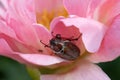 Cockchafer Melolontha May Beetle Bug Insect Macro Portrait. Maybug nibbles on a peony flower Royalty Free Stock Photo
