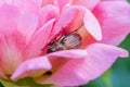 Cockchafer Melolontha May Beetle Bug Insect Macro Portrait. Maybug nibbles on a peony flower Royalty Free Stock Photo