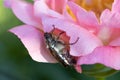 Cockchafer Melolontha May Beetle Bug Insect Macro Portrait. Maybug nibbles on a peony flower Royalty Free Stock Photo