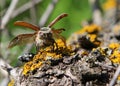 Cockchafer Melolontha melolontha going to fly Royalty Free Stock Photo