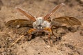 Cockchafer (Melolontha melolontha) at take off, head on Royalty Free Stock Photo