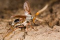 Cockchafer (Melolontha melolontha) at take off, in profile Royalty Free Stock Photo