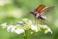 Cockchafer Melolontha melolontha at the time of takeoff from the viburnum flower. Maybeetle in the dynamic moment of takeoff, ma