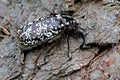 Cockchafer of pine (poliphylla fullo)