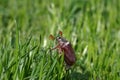 A cockchafer sits in the green meadow